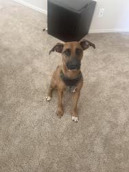 Lost Female Dog last seen Hillside ave and El Paso, Norco, CA 92860