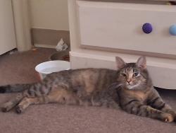 Lost Female Cat last seen The humane society of Charlotte, Charlotte, NC 28208