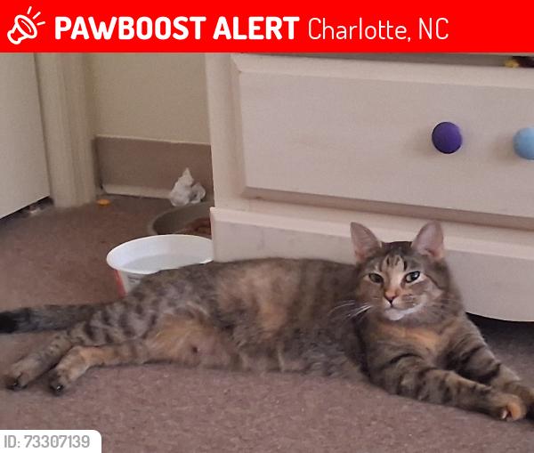 Lost Female Cat last seen The humane society of Charlotte, Charlotte, NC 28208