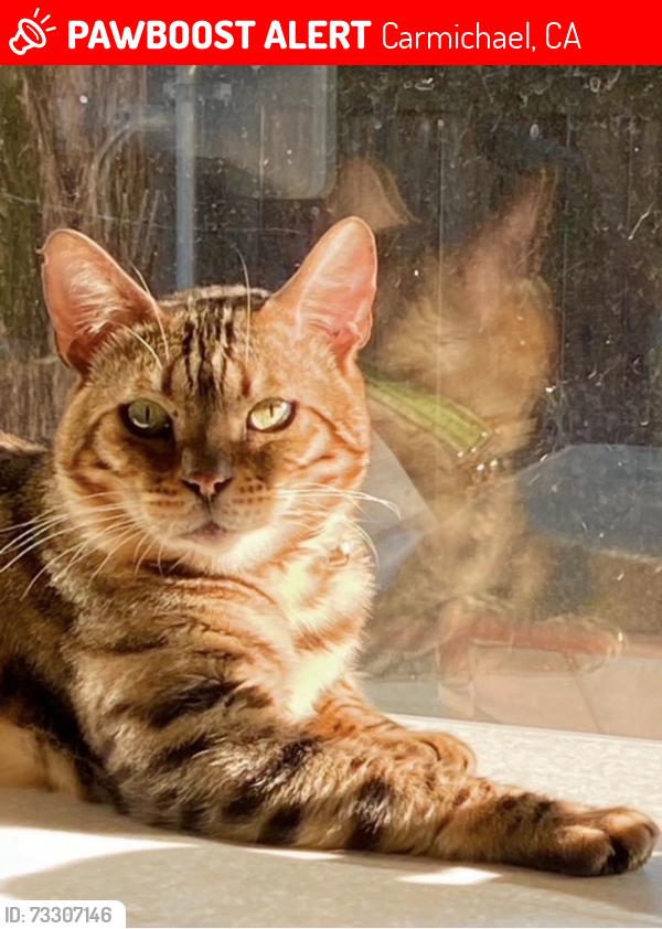 Lost Male Cat last seen Landis Ave. Carmichael, Carmichael, CA 95608