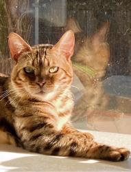 Lost Male Cat last seen Landis Ave. Carmichael, Carmichael, CA 95608