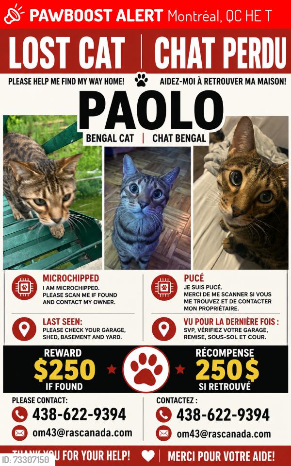 Lost Male Cat last seen Perras Gouin, Montréal, QC H1E 6T5