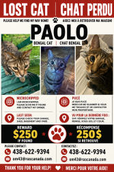 Lost Male Cat last seen Perras Gouin, Montréal, QC H1E 6T5