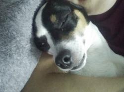 Lost Female Dog last seen Hollister Workman, San Fernando, CA 91340