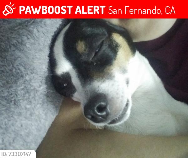 Lost Female Dog last seen Hollister Workman, San Fernando, CA 91340