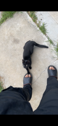 Found/Stray Unknown Cat last seen ttp, Hope Valley, SA 5090