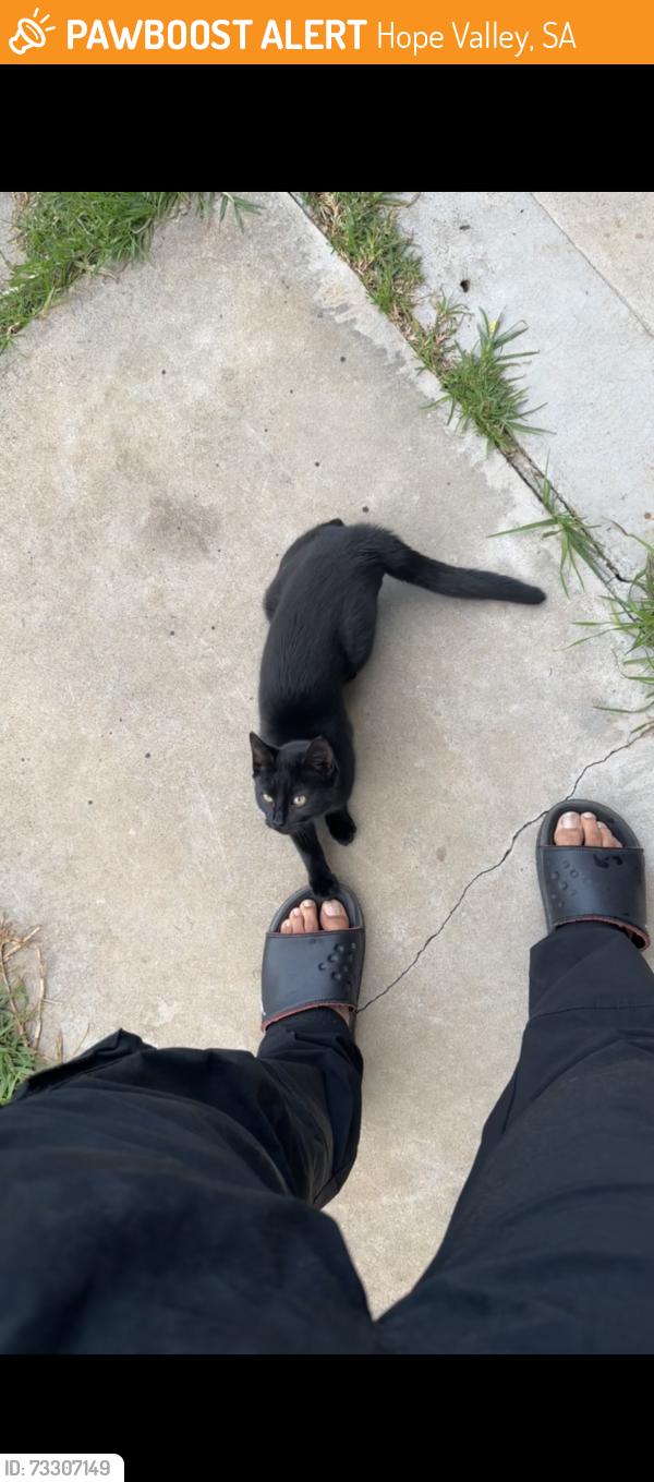 Found/Stray Unknown Cat last seen ttp, Hope Valley, SA 5090