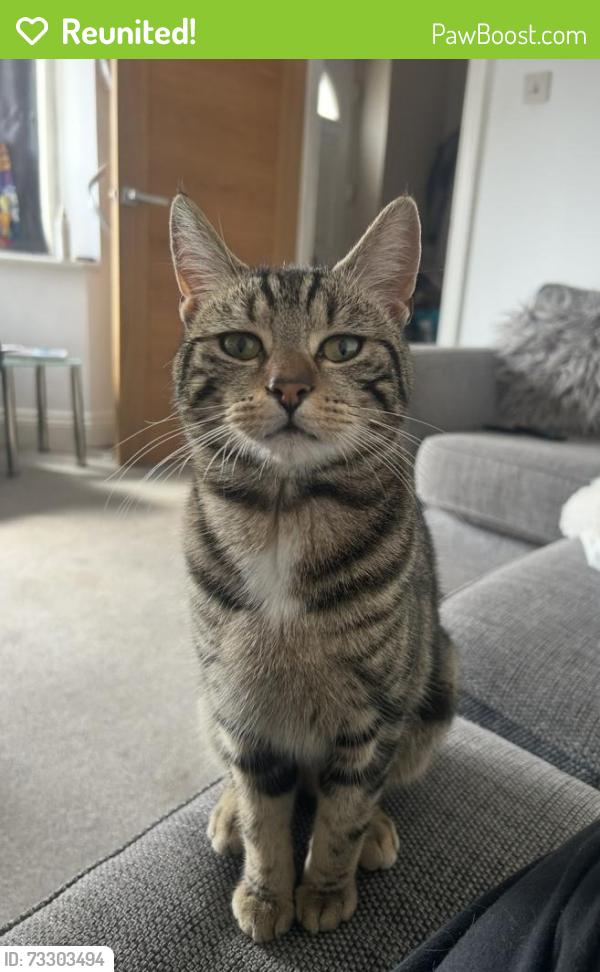Reunited Male Cat last seen Hill view close/ shelvers way/ Epsom lane south, Epsom, England 