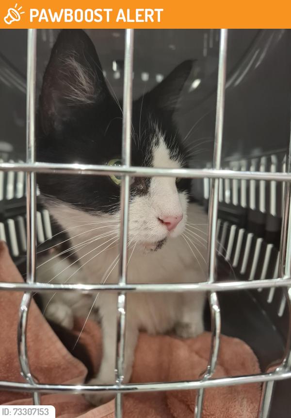 Found/Stray Female Cat last seen New Birmingham road, West Midlands, England 