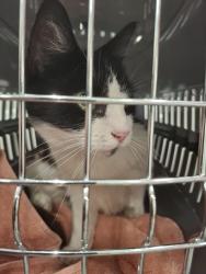 Found/Stray Female Cat last seen New Birmingham road, West Midlands, England 