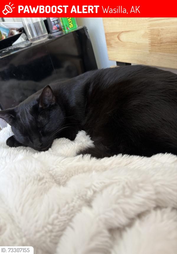 Lost Male Cat last seen KGB, Wasilla, AK 99654