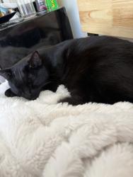 Lost Male Cat last seen KGB, Wasilla, AK 99654
