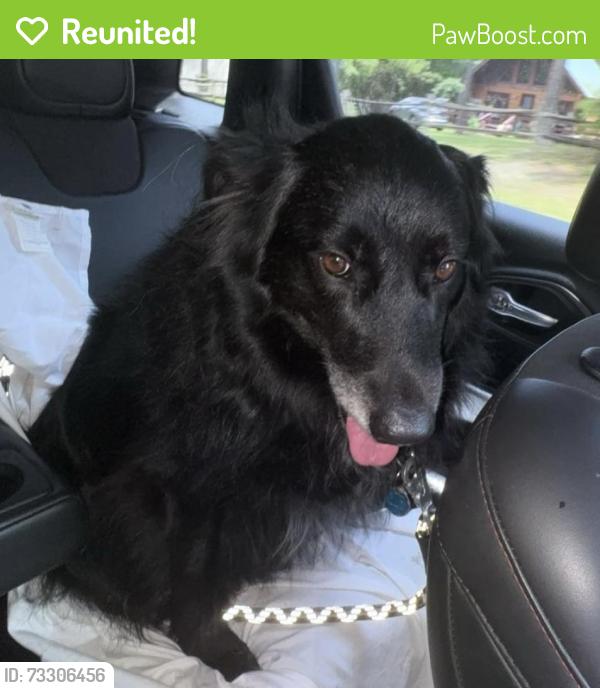 Reunited Female Dog last seen Camden Rd/ Jack Britt area, Fayetteville, NC 28306