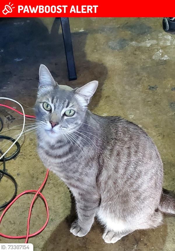 Lost Male Cat last seen Mcdonalds on beach& indianapolis, Huntington Beach, CA 92646