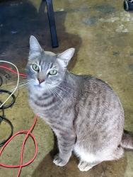 Lost Male Cat last seen Mcdonalds on beach& indianapolis, Huntington Beach, CA 92646