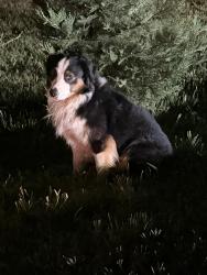 Found/Stray Unknown Dog last seen Miss Tammy’s Little Learning Center, Boiling Springs, SC 29316