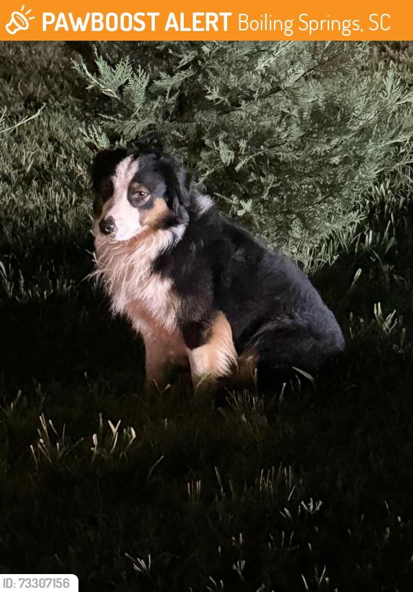 Found/Stray Unknown Dog last seen Miss Tammy’s Little Learning Center, Boiling Springs, SC 29316