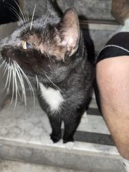Found/Stray Unknown Cat last seen 6th and magnolia, Long Beach, CA 90802