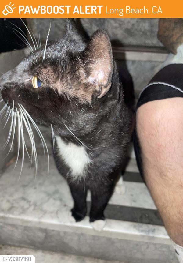 Found/Stray Unknown Cat last seen 6th and magnolia, Long Beach, CA 90802