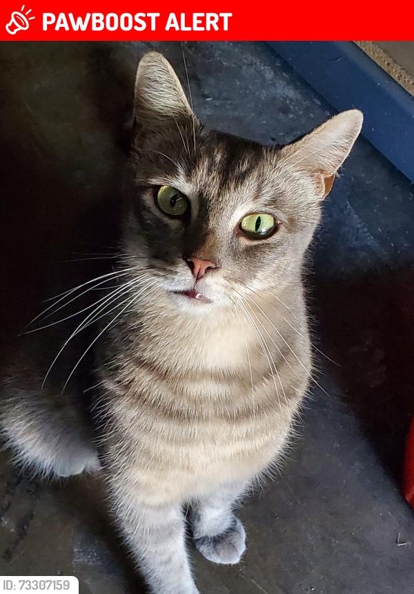 Lost Male Cat last seen Mcdonalds on beach& indianapolis, Huntington Beach, CA 92648