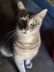 Lost Male Cat last seen Mcdonalds on beach& indianapolis, Huntington Beach, CA 92648