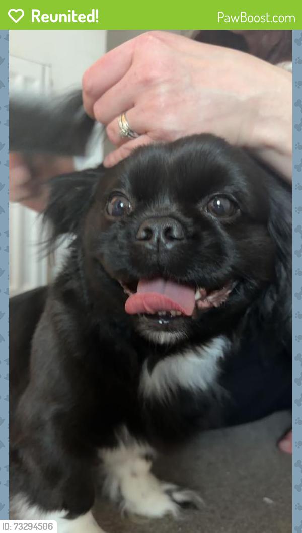 Reunited Female Dog last seen Near william bayliss Drive, West Midlands, England WV2 2JF