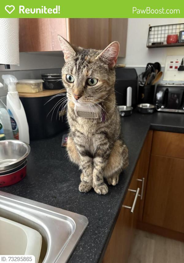 Reunited Female Cat last seen Taverham, Taverham, England NR8 6TA