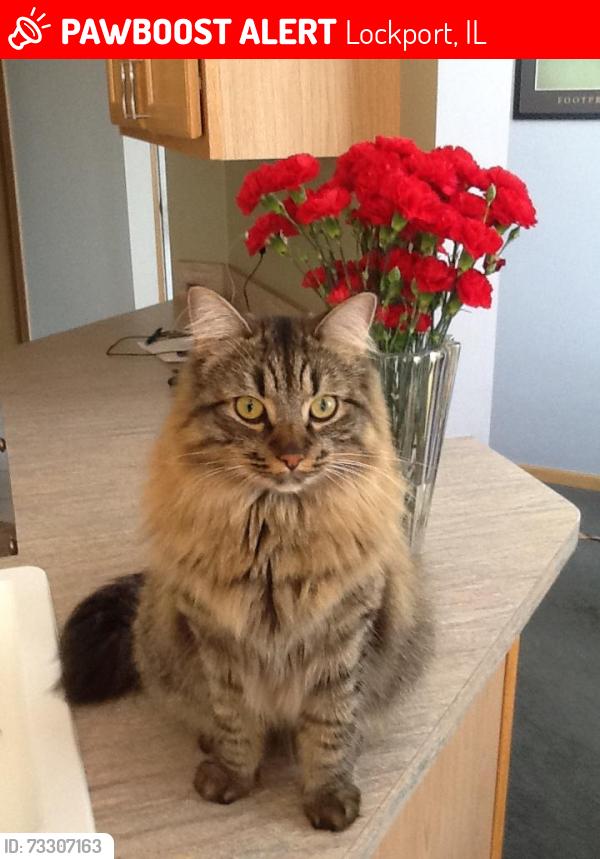 Lost Male Cat last seen Bruce and gougar, Lockport, IL 60441