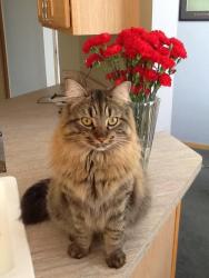 Lost Male Cat last seen Bruce and gougar, Lockport, IL 60441