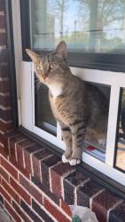 Reunited Female Cat last seen Pottstown Middle School, Pottstown, PA 19464