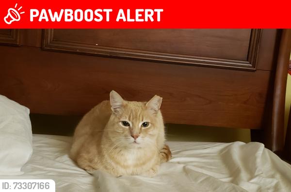 Lost Male Cat last seen Huntington beach on brookhurst side at the last tower, Huntington Beach, CA 92648