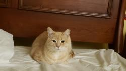 Lost Male Cat last seen Huntington beach on brookhurst side at the last tower, Huntington Beach, CA 92648