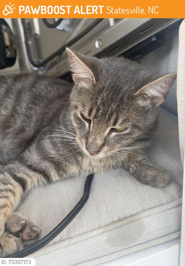 Found/Stray Male Cat last seen Ridgeview apmt Complex, Statesville, NC 28625