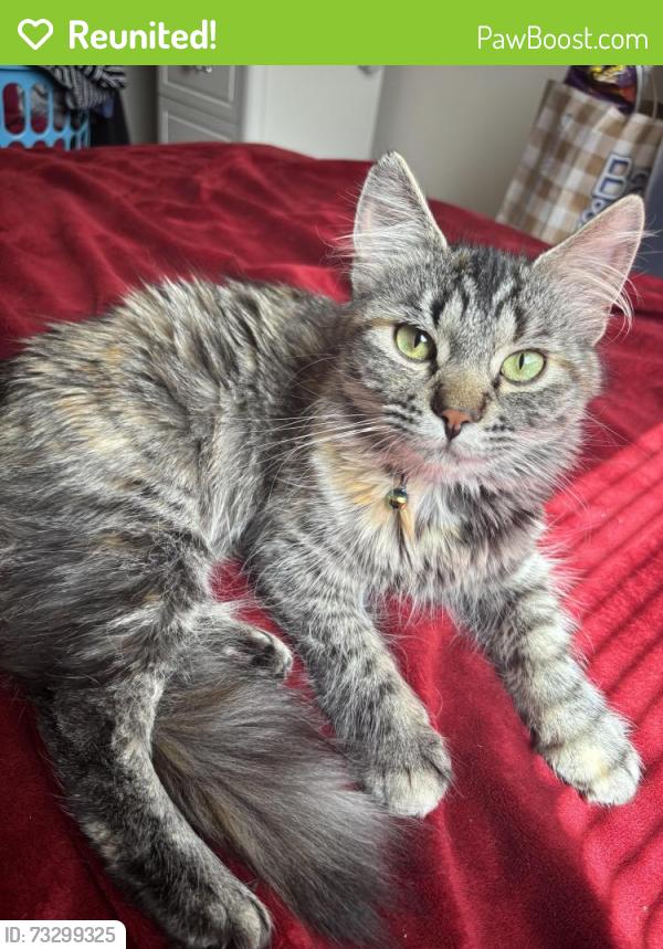 Reunited Female Cat last seen Lorrington place downtown near wendy’s, Lloydminster, AB T9V 0Z7
