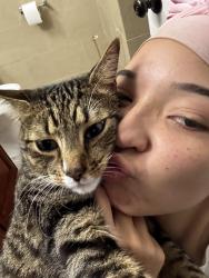 Reunited Male Cat last seen bellevue ave, Belleville, NJ 07109