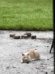 Lost Male Cat last seen Folly Road and McLeod Ave, Charleston, SC 29412