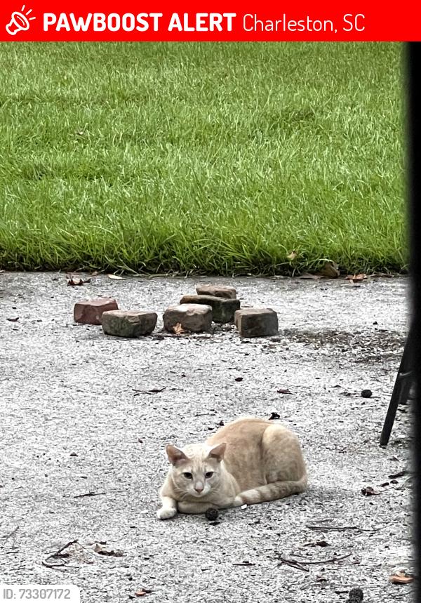 Lost Male Cat last seen Folly Road and McLeod Ave, Charleston, SC 29412