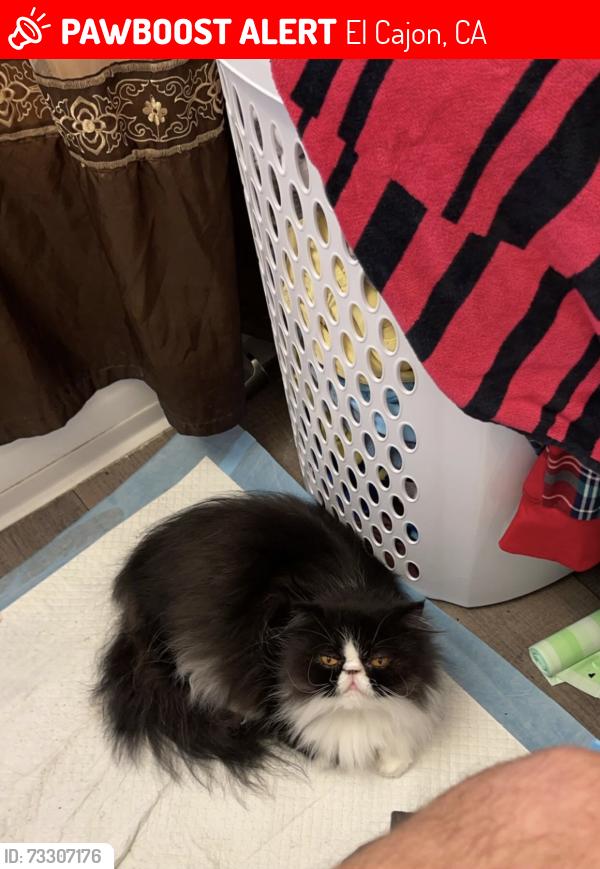 Lost Female Cat last seen Lorna Ave and chase ave, El Cajon, CA 92020