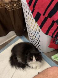 Lost Female Cat last seen Lorna Ave and chase ave, El Cajon, CA 92020