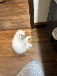 Reunited Male Dog last seen Running Deer & Crossridge, Charlotte, NC 28214