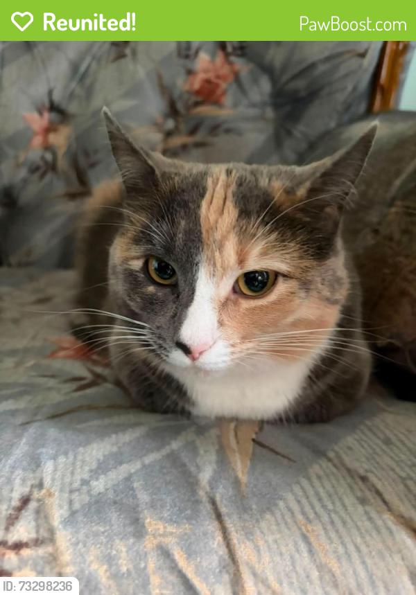 Reunited Female Cat last seen Union Street, Glace Bay, Glace Bay, NS 