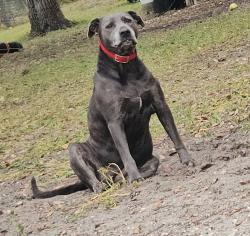 Reunited Female Dog last seen Crystal manor, Citrus County, FL 34428
