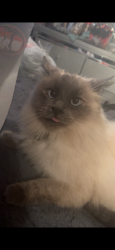 Reunited Female Cat last seen 15th and gaffey, Los Angeles, CA 90731