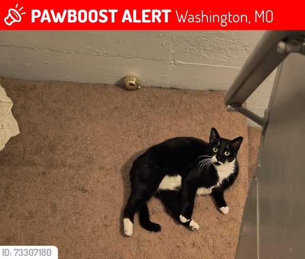 Lost Female Cat last seen Near Jefferson st Washington Missouri, Washington, MO 63090