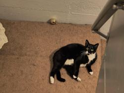 Lost Female Cat last seen Near Jefferson st Washington Missouri, Washington, MO 63090