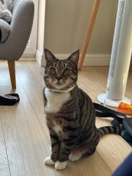 Lost Male Cat last seen Cherry Orchard Road, West Midlands, England B20 2JZ