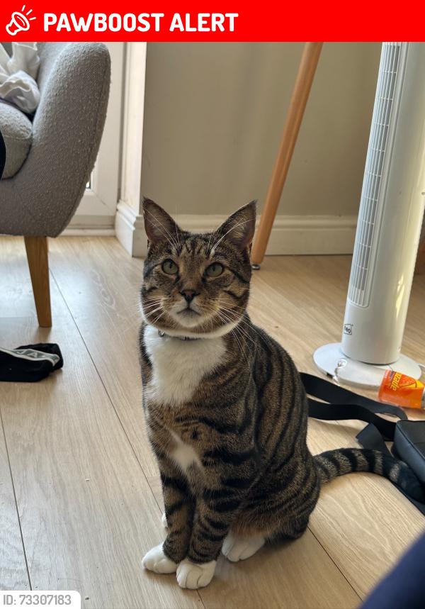 Lost Male Cat last seen Cherry Orchard Road, West Midlands, England B20 2JZ
