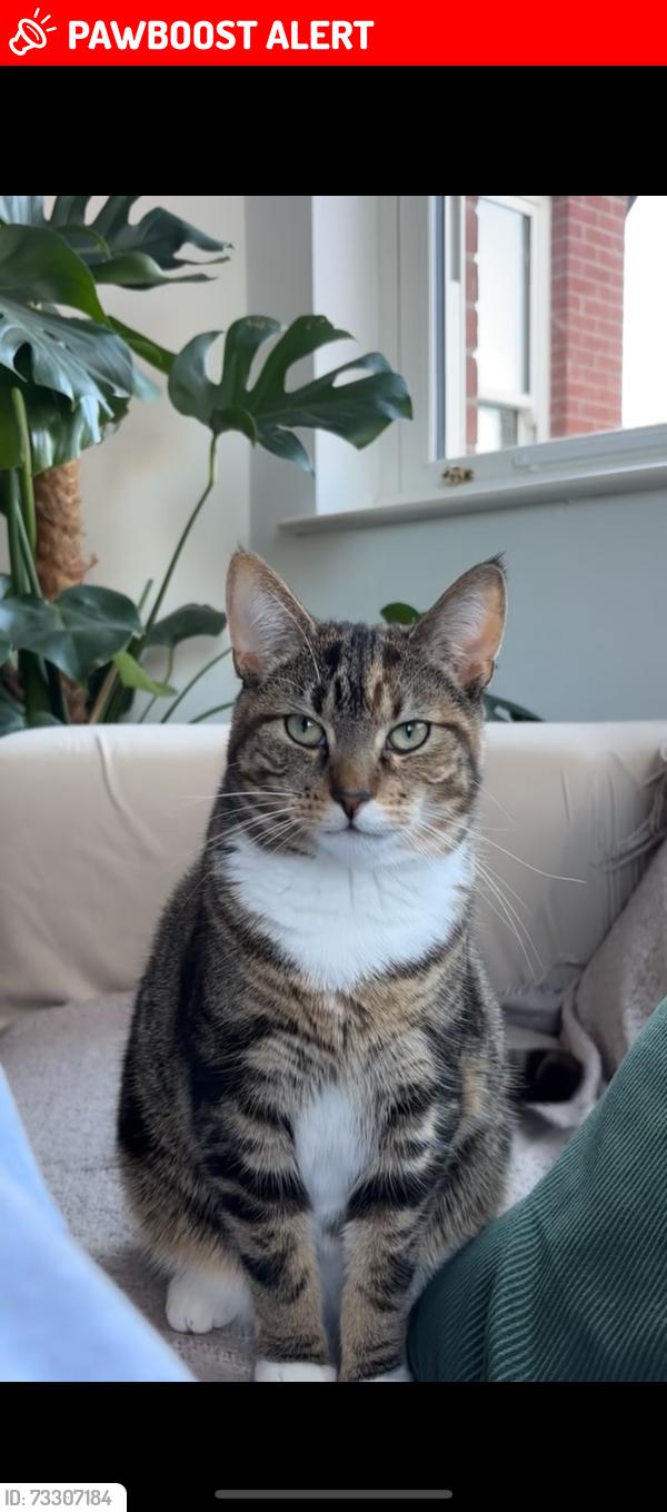 Lost Female Cat last seen Sunnyside Street, Belfast, Northern Ireland 
