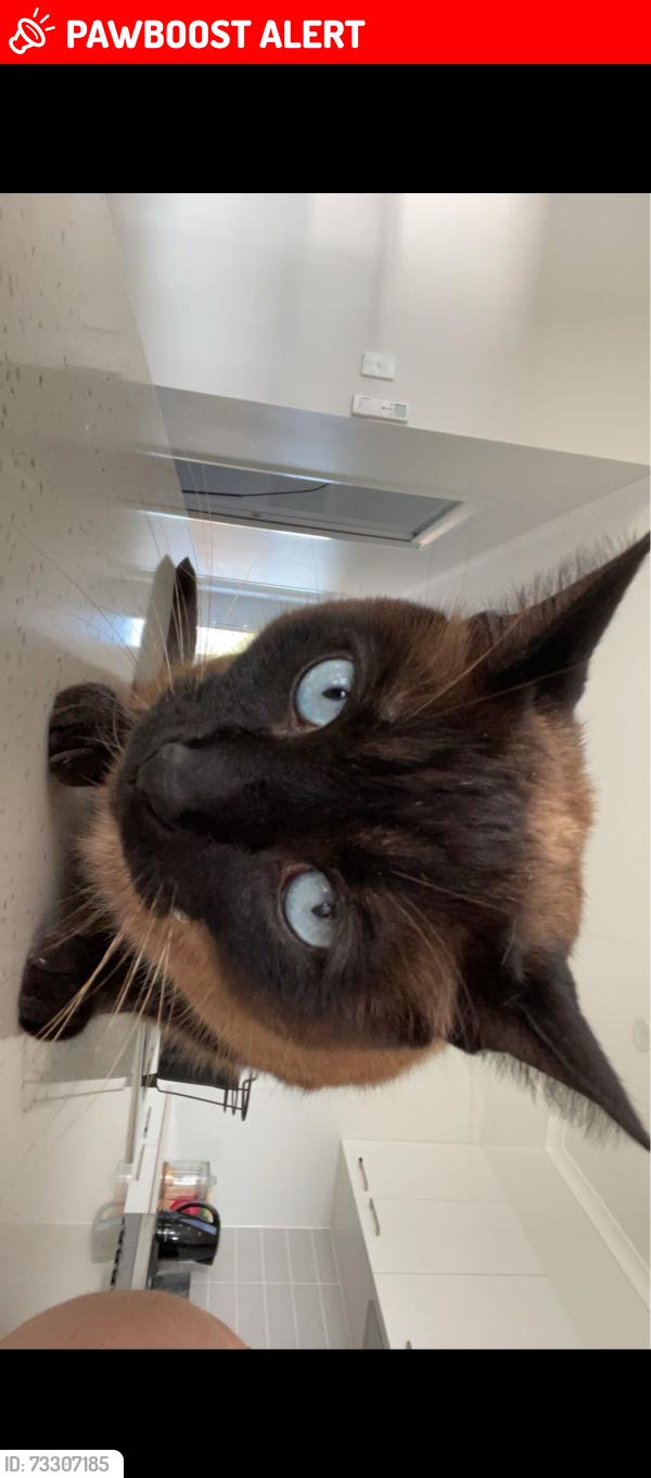 Lost Male Cat last seen Camphor court Burpengary east, Burpengary East, QLD 4505