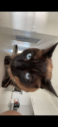 Lost Male Cat last seen Camphor court Burpengary east, Burpengary East, QLD 4505